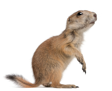 image of a prairie dog