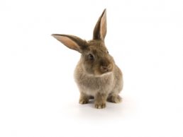 Image of a Rabbit