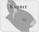 rabbit audio image