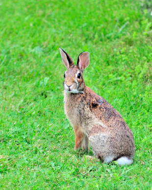 rabbit eating