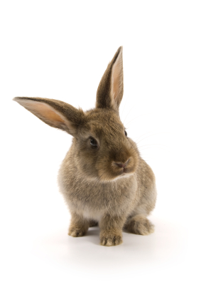 image of a rabbit