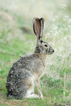 rabbit guarding den