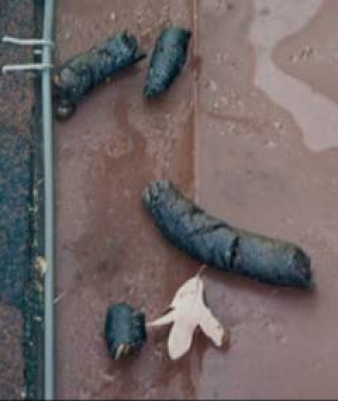 close up of raccoon droppings