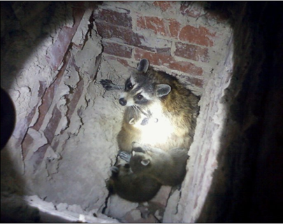 raccoon in chimney