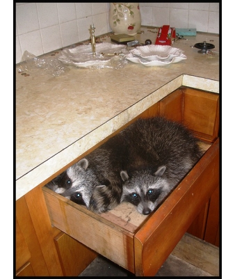 raccoon in a kitchen