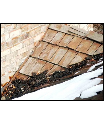 raccoon feces on roof