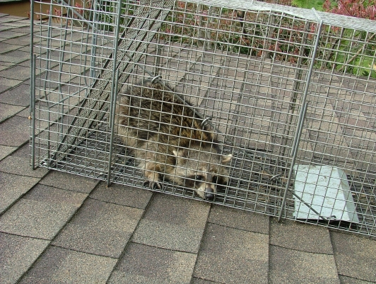 trapped on roof