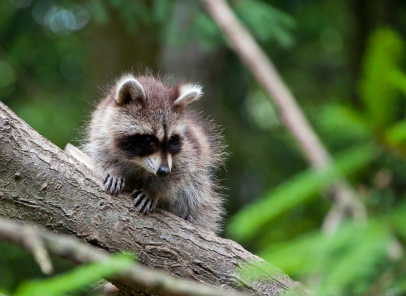 baby raccoon in a tree