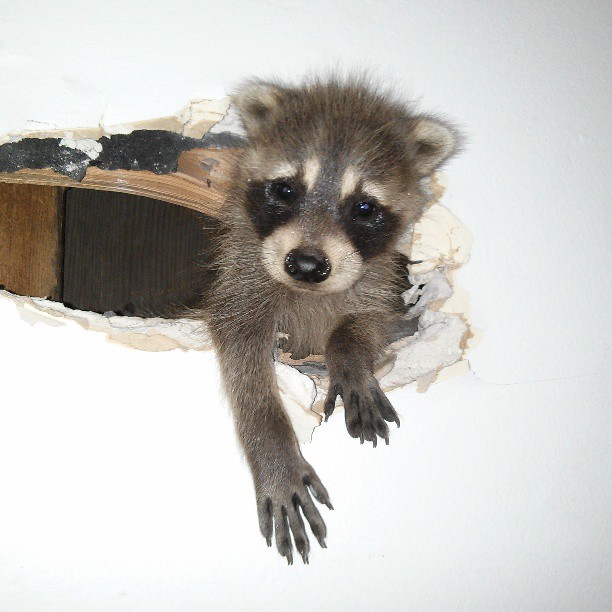 It's Raccoon Baby Season -