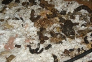 raccoon feces in attic