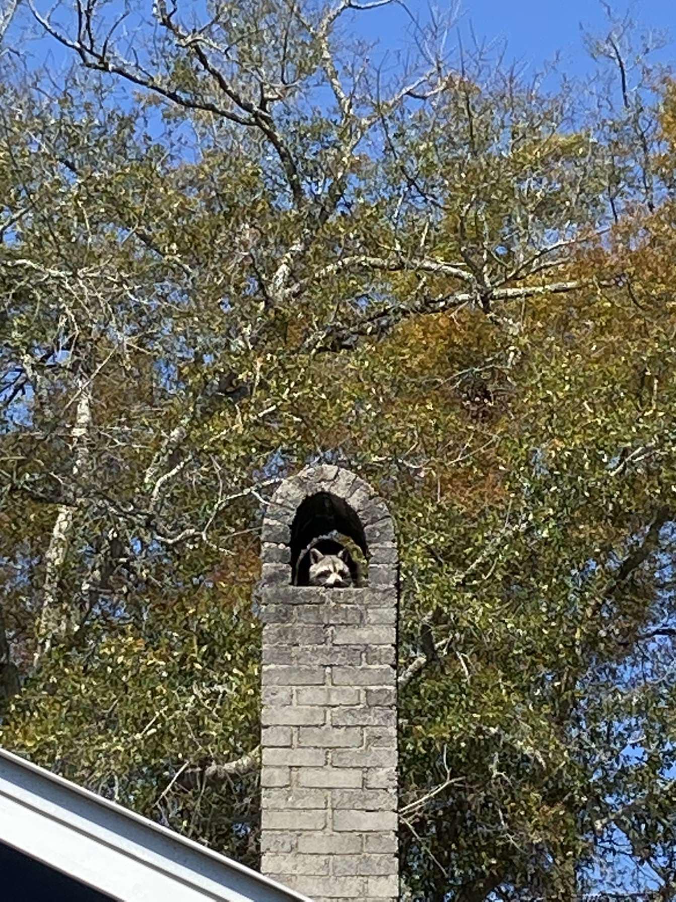 image of Female raccoon in chimney