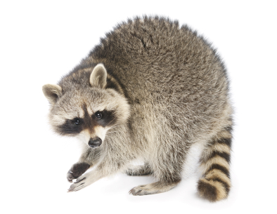 image of raccoon