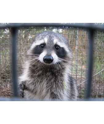 image of Raccoon in Cage