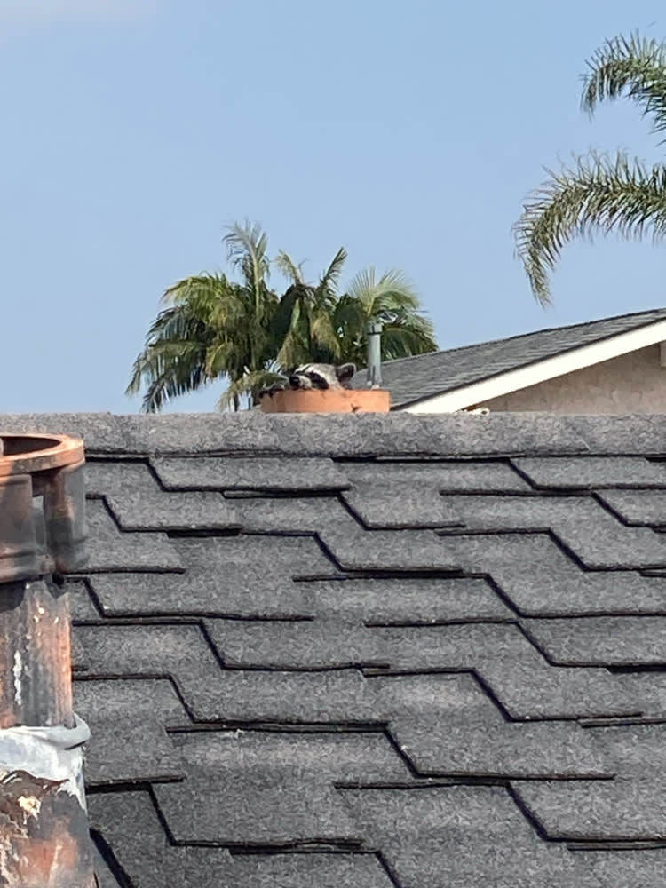 image of Raccoon in chimney in Miami