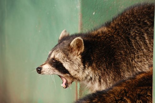 sounds that scare raccoons sounds that scare raccoons