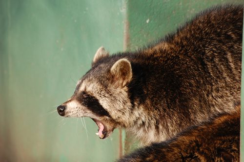 image of Raccoon Making Sounds in Home