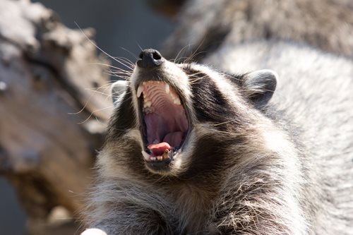 image of Raccoon Making Vocal Noises