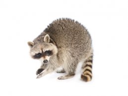 Image of a Raccoon