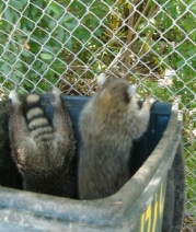 raccoons in trash can