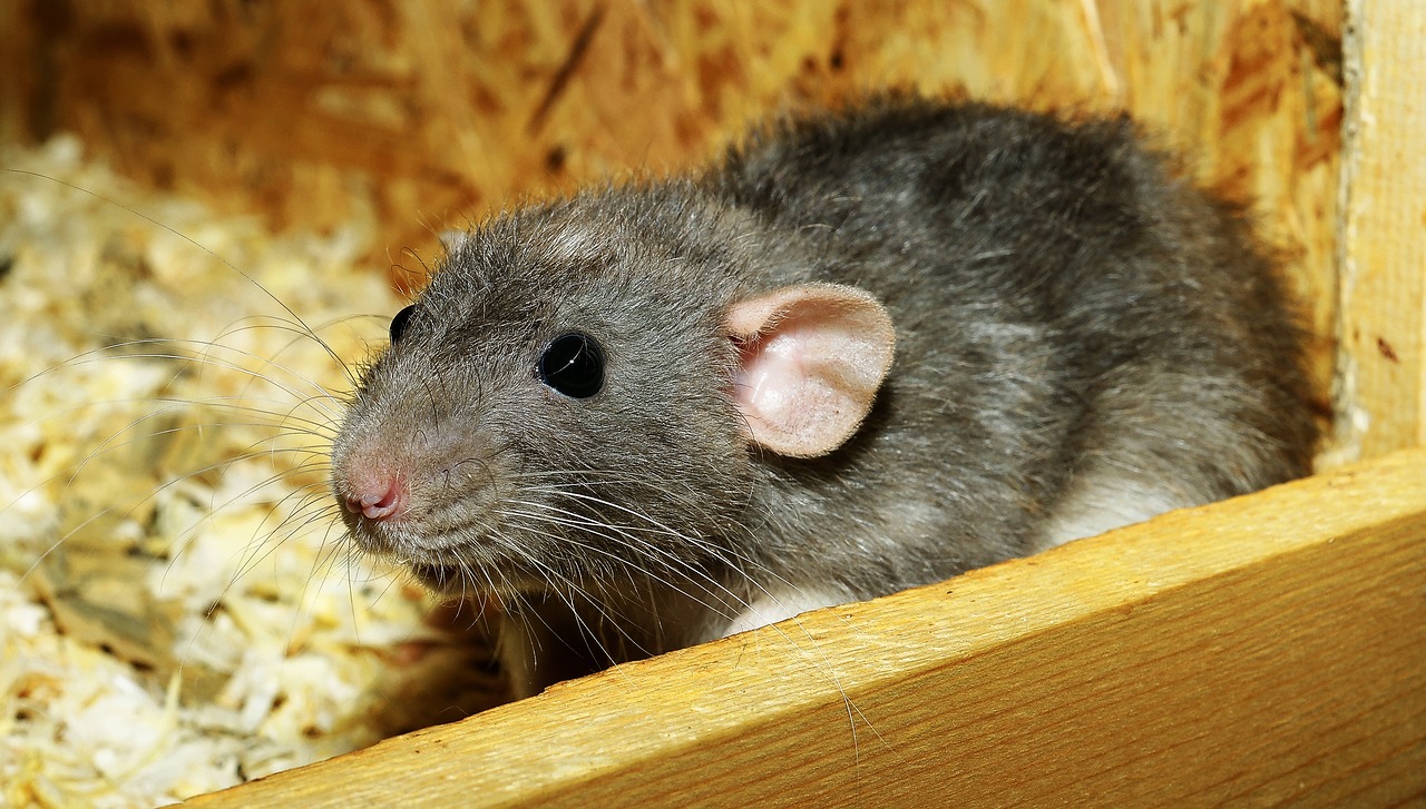 Rodents in the Attic