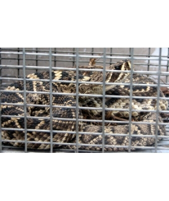 image of Diamondback Rattlesnake Trapped