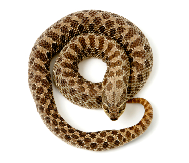 image of Snake