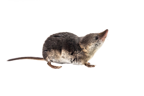 image of a shrew