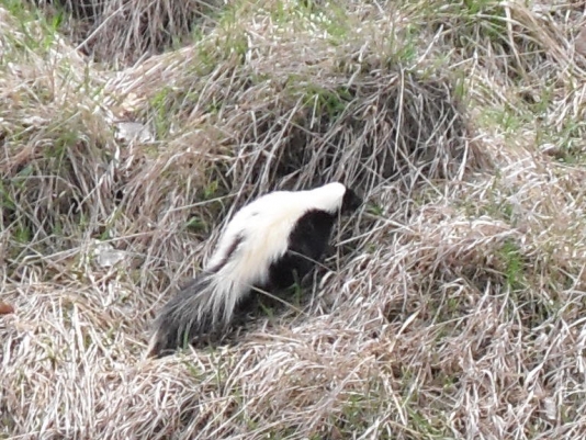 Skunks in Middle Tennessee