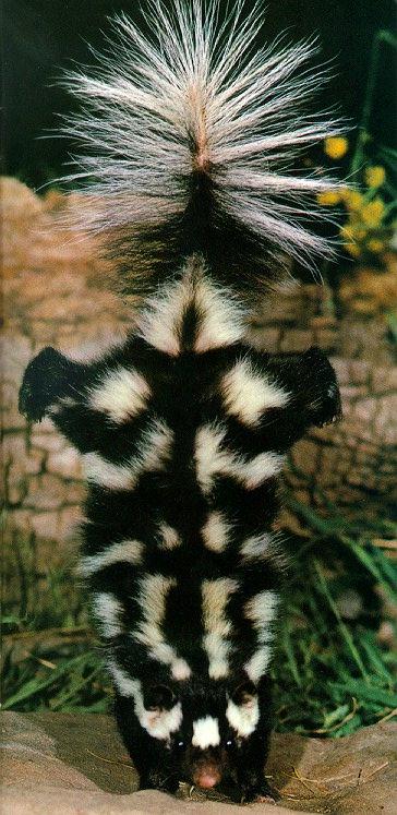 spraying spotted skunk