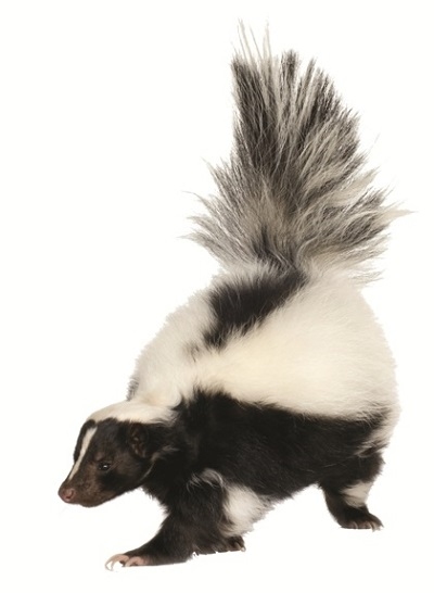 image of Skunk