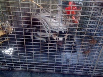 spotted skunk in trap