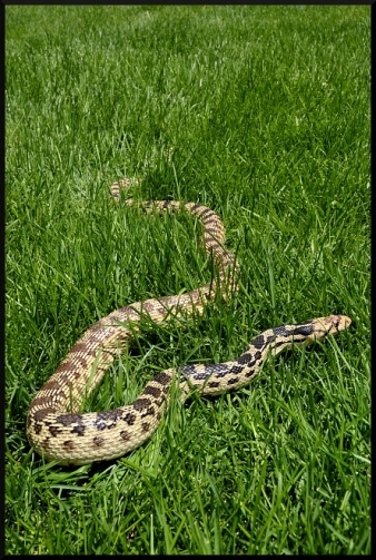 image of Gopher Snake in Yard