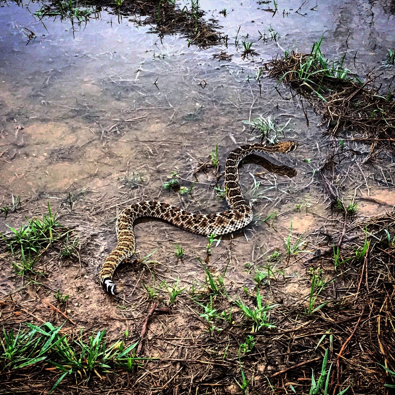 Snake Removal in Houston