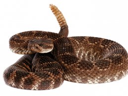 image of a rattlesnake