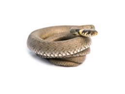 Image of a Snake