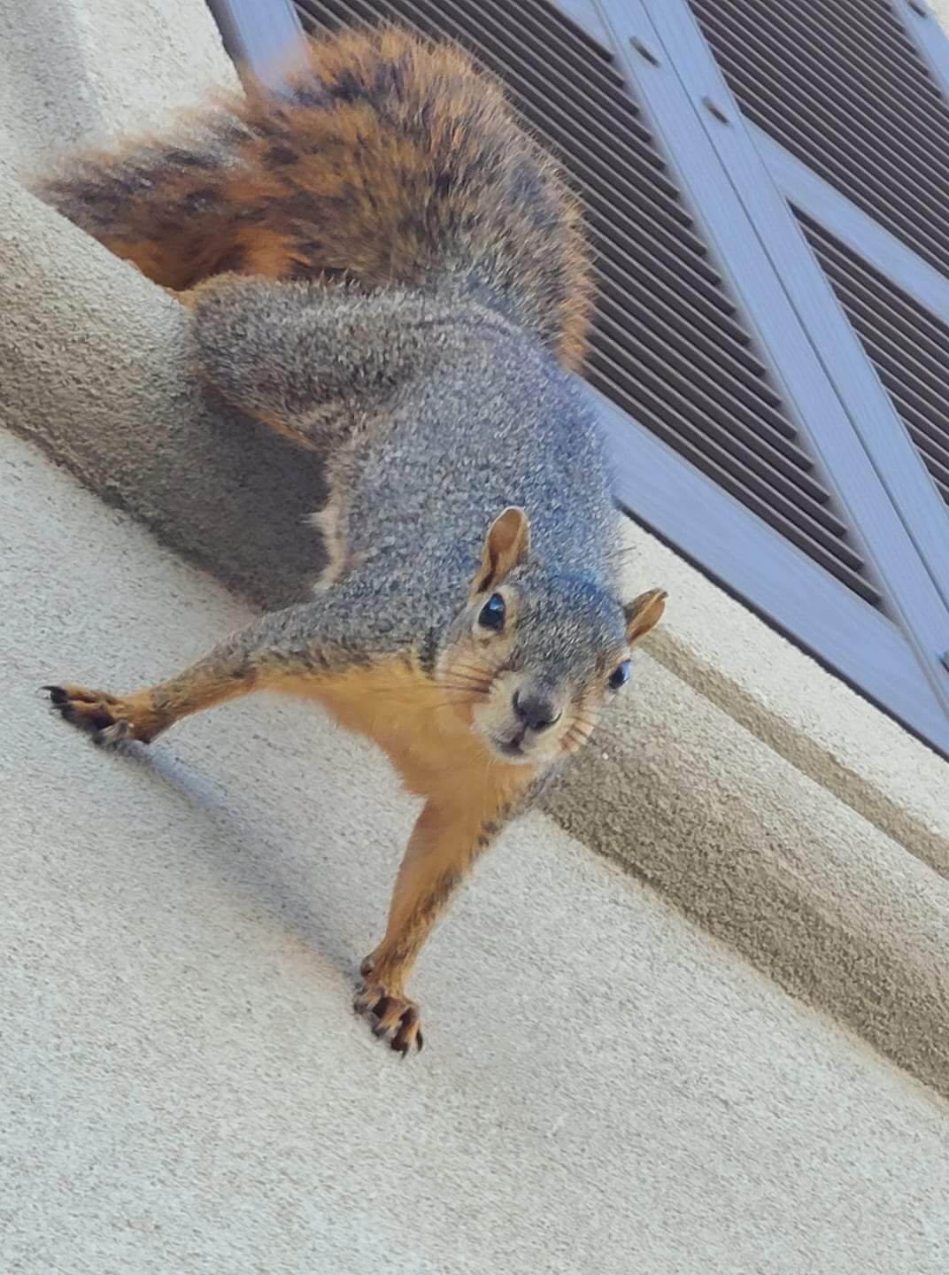 Get Rid of Squirrels in Your Attic - Fur Busters Wildlife Removal