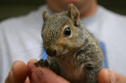 squirrel squirrels