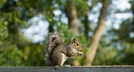 squirrel eating nuts and seeds