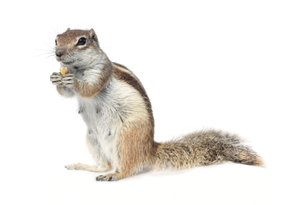 image of squirrel