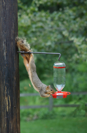 squirrel on bird feeder