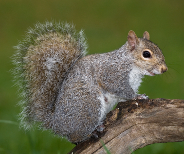 squirrel on tree branch