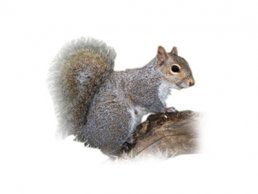 Image of a Squirrel