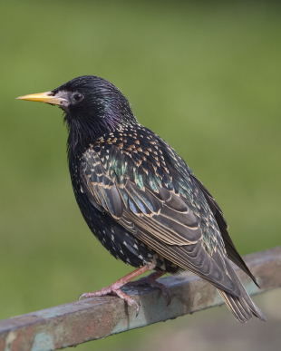 image of a starling