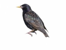 Image of a Starling