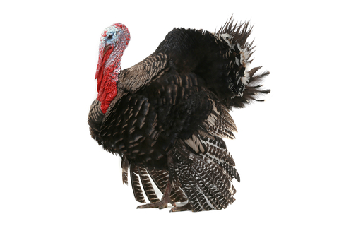picture of a turkey