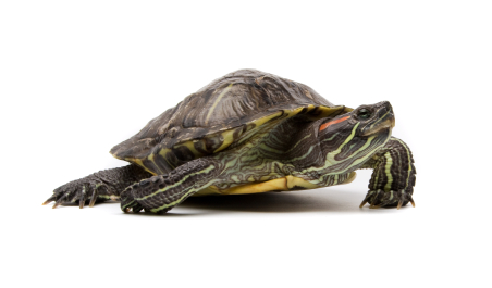 image of turtle