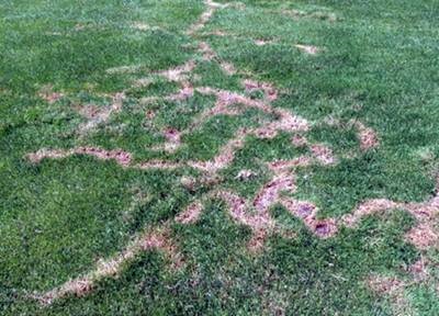 vole tunnel damage