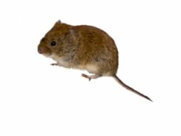 Vole Vs Mouse