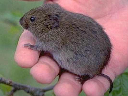 meadow vole in a hand
