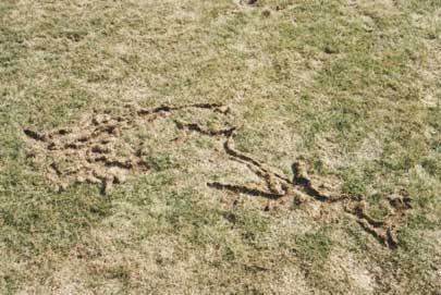 vole damage